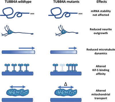 Motor protein binding and mitochondrial transport are altered by pathogenic TUBB4A variants