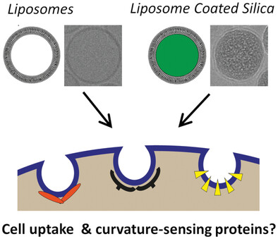 Role of Curvature-Sensing Proteins in the Uptake of Nanoparticles with Different Mechanical Properties