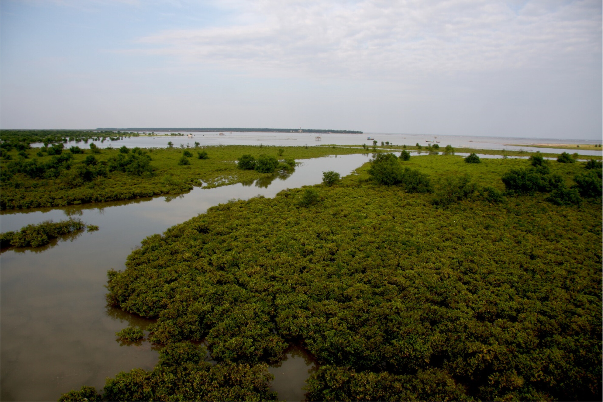 Interaction Between Plants Through Litter Input in Mangrove Succession in the Red River Delta