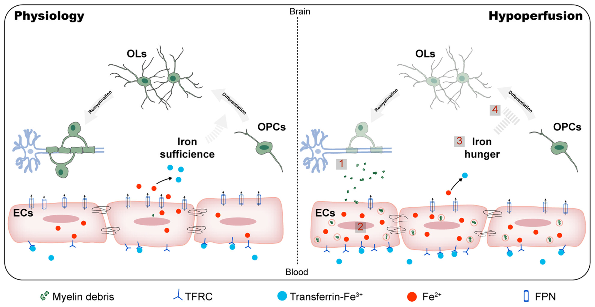 Myelin endocytosis by brain endothelial cells causes endothelial iron overload and oligodendroglial iron hunger in hypoperfusion-induced white matter injury