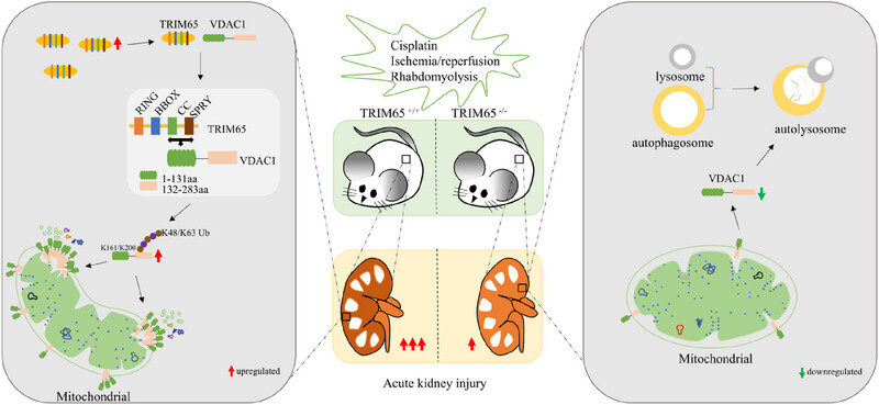 Tripartite Motif Containing 65 Deficiency Confers Protection Against Acute Kidney Injury via Alleviating Voltage-Dependent Anion Channel 1–Mediated Mitochondrial Dysfunction