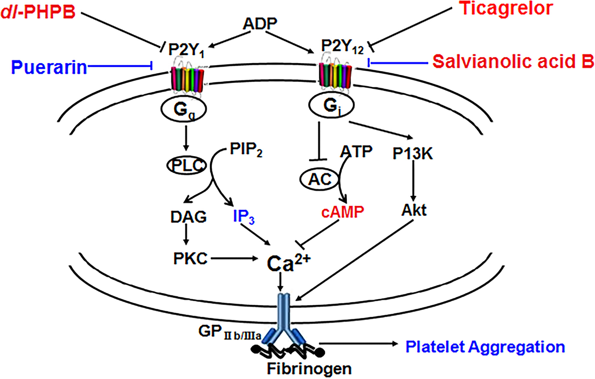 Selective Inhibition of P2Y1 and P2Y12 Receptor Signal Pathways in Platelet Aggregation in Transgenic Cell Lines and Rats by Potassium 2-(1-Hydroxypentyl)-Benzoate, Puerarin and Salvianolic Acid B