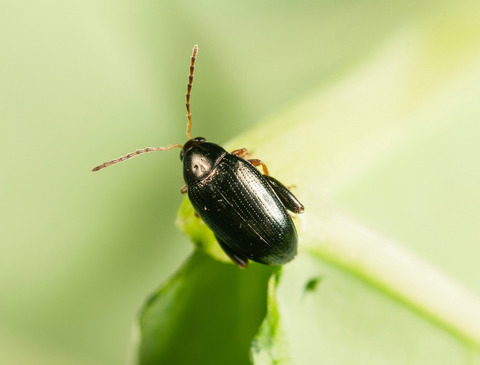 Integrated pest management strategies for cabbage stem flea beetle (Psylliodes chrysocephala) in oilseed rape