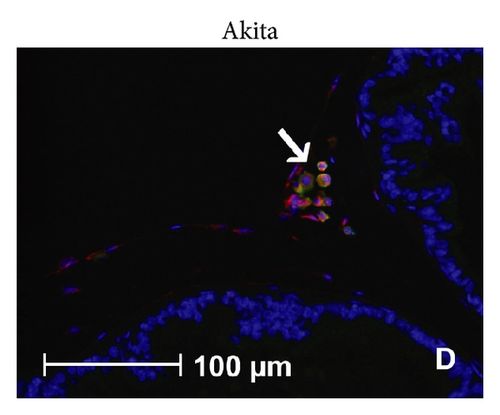 Details are in the caption following the image