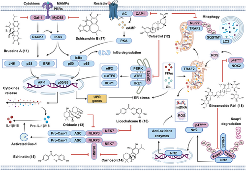 Details are in the caption following the image Details are in the caption following the image