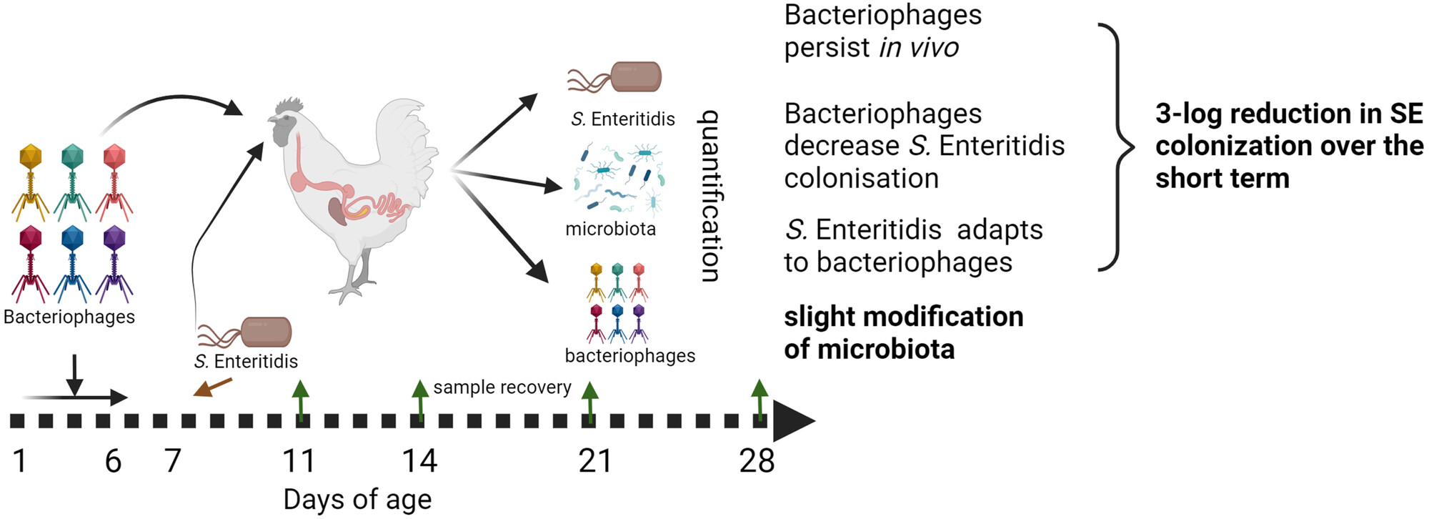 Prophylactic phage administration reduces Salmonella Enteritidis infection in newly hatched chicks