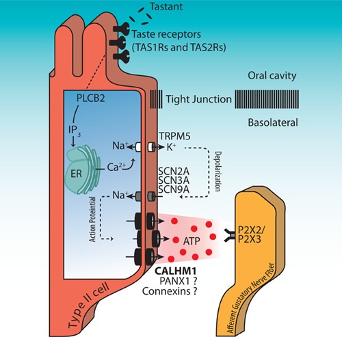 How do taste cells lacking synapses mediate neurotransmission? CALHM1, a voltage-gated ATP channel