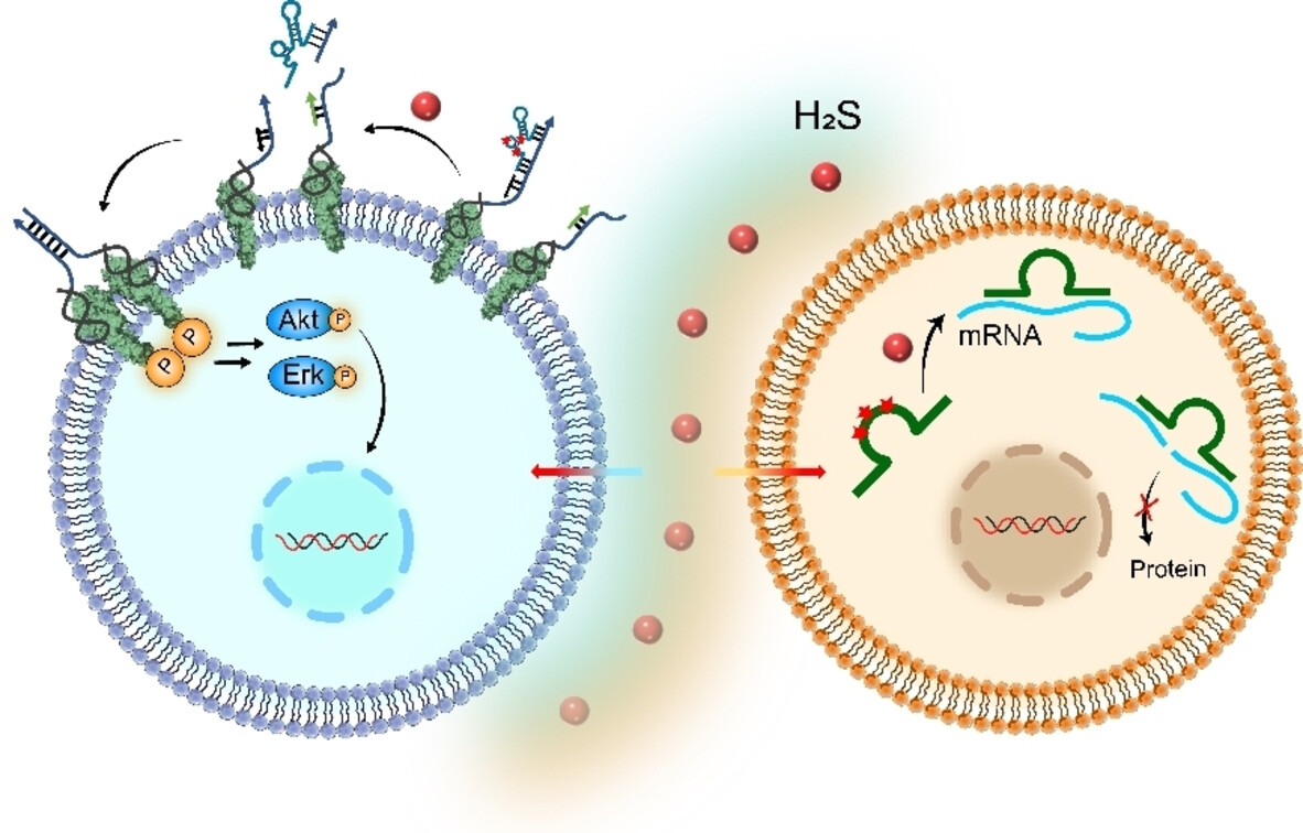 Hydrogen Sulfide-Triggered Artificial DNAzyme Switches for Precise Manipulation of Cellular Functions