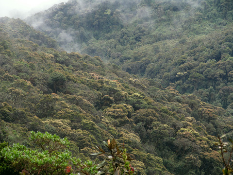 Seeing the wood despite the trees: Exploring human disturbance impact on plant diversity, community structure, and standing biomass in fragmented high Andean forests