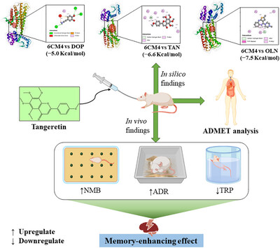 Tangeretin Improves the Memory of Swiss Mice, Suggesting Potential Molecular Interventions Through Animal Behavior Assessments and In Silico Studies