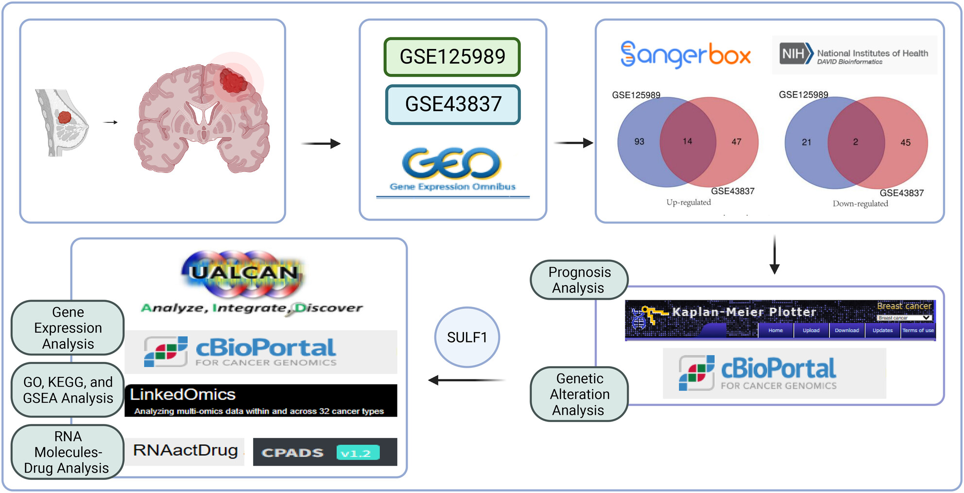High expression of SULF1 is associated with adverse prognosis in breast cancer brain metastasis