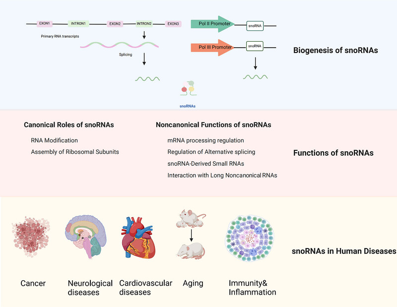 Small Nucleolar RNAs: Biological Functions and Diseases