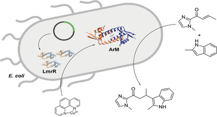 In Vivo Assembly of Artificial Metalloenzymes and Application in Whole-Cell Biocatalysis**