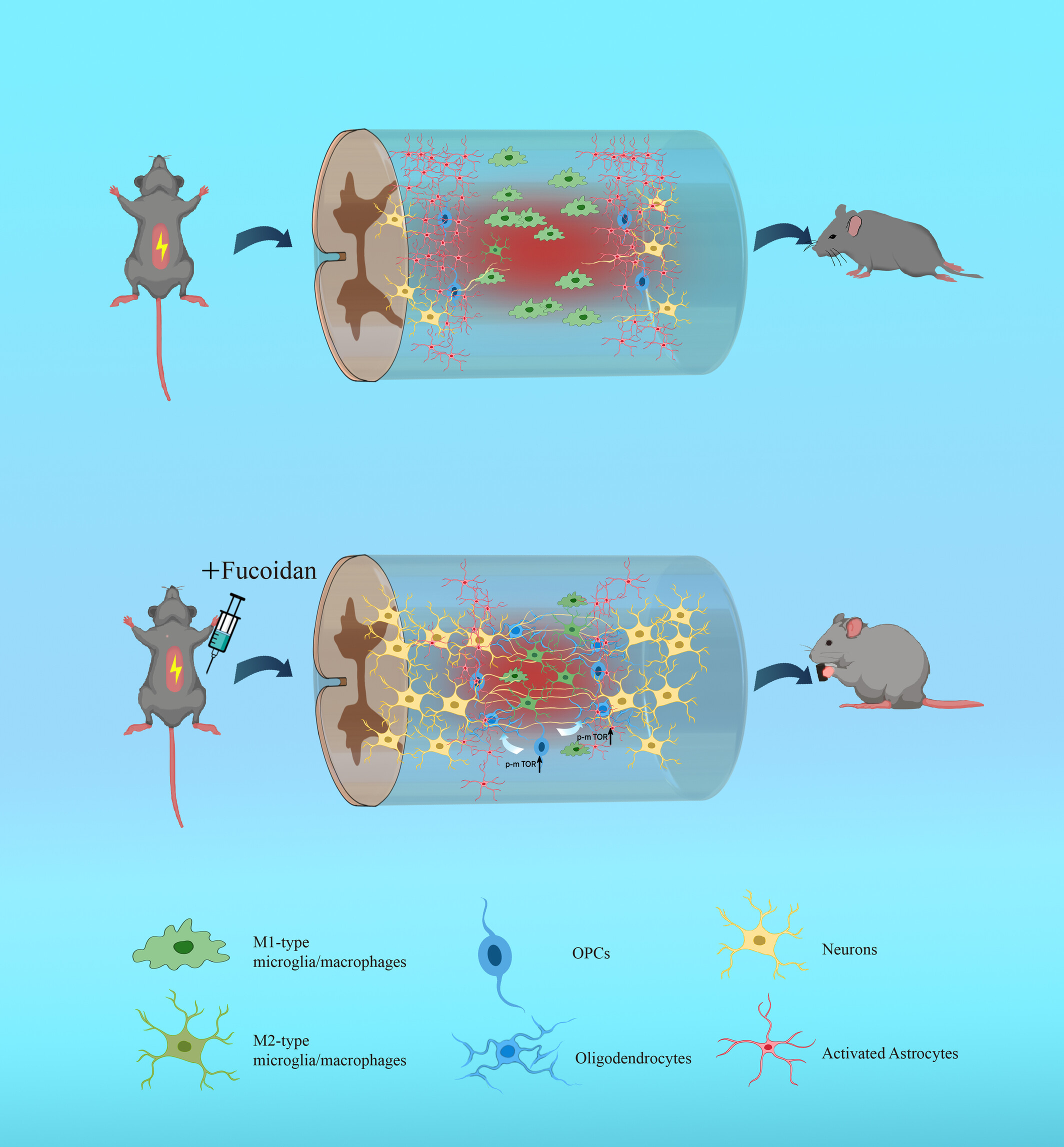 Fucoidan improving spinal cord injury recovery: Modulating microenvironment and promoting remyelination