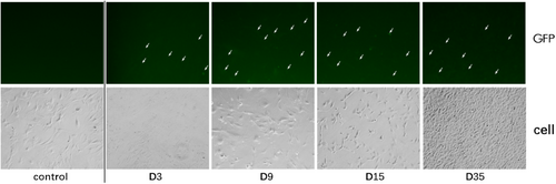 Details are in the caption following the image Details are in the caption following the image