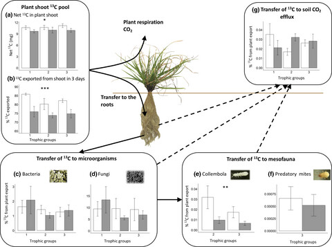 Drought decreases incorporation of recent plant photosynthate into soil food webs regardless of their trophic complexity