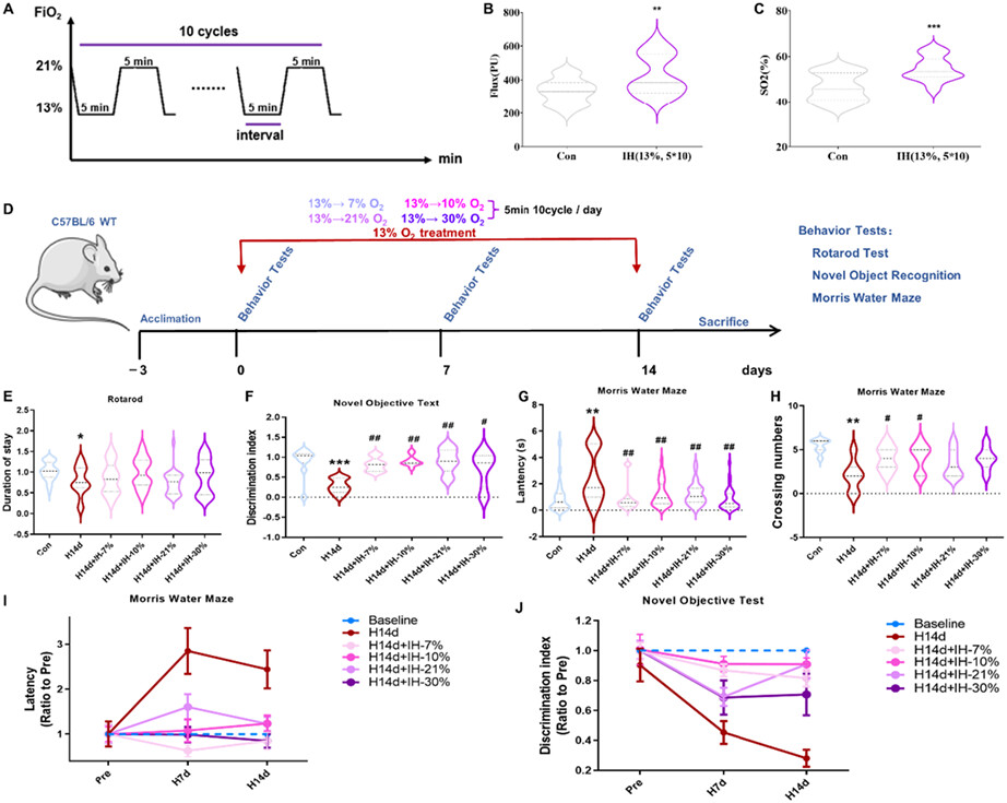 Intermittent hypoxic conditioning restores neurological dysfunction of mice induced by long-term hypoxia
