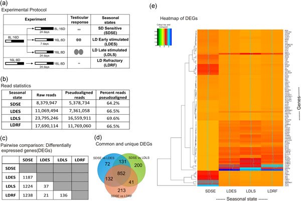 Transcriptome-wide changes in testes reveal molecular differences in photoperiod-induced seasonal reproductive life-history states in migratory songbirds
