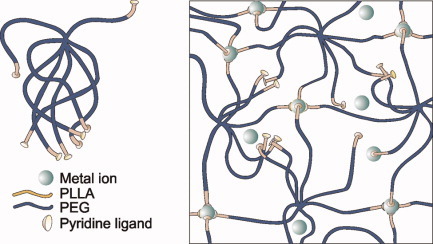 Poly(ethylene glycol)–poly(L-lactide) star block copolymer hydrogels crosslinked by metal–ligand coordination