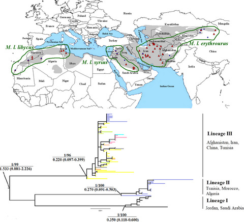 Systematics and evolution of the libyan jird based on molecular and morphometric data
