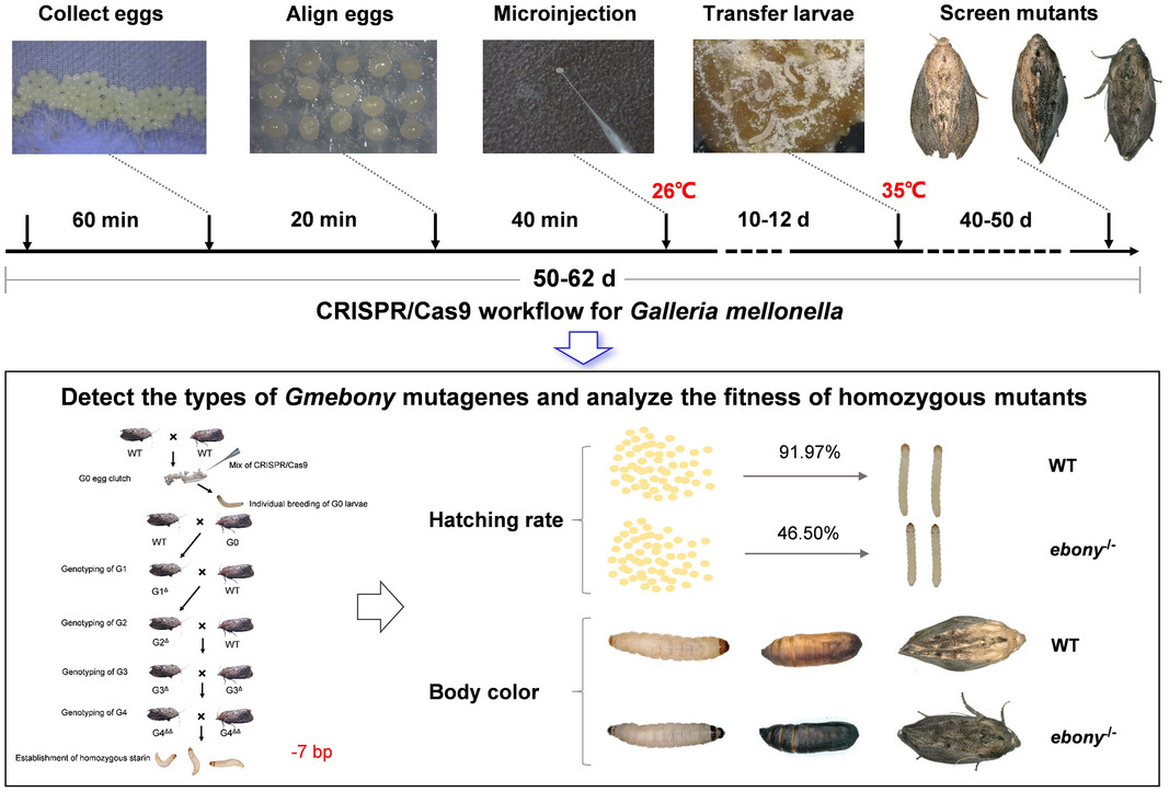 Efficient CRISPR/Cas9-mediated ebony gene editing in the greater wax moth Galleria mellonella