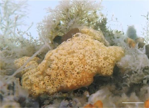 Details are in the caption following the image