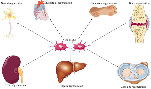 Regenerative potential of Wharton's jelly-derived mesenchymal stem cells: A new horizon of stem cell therapy