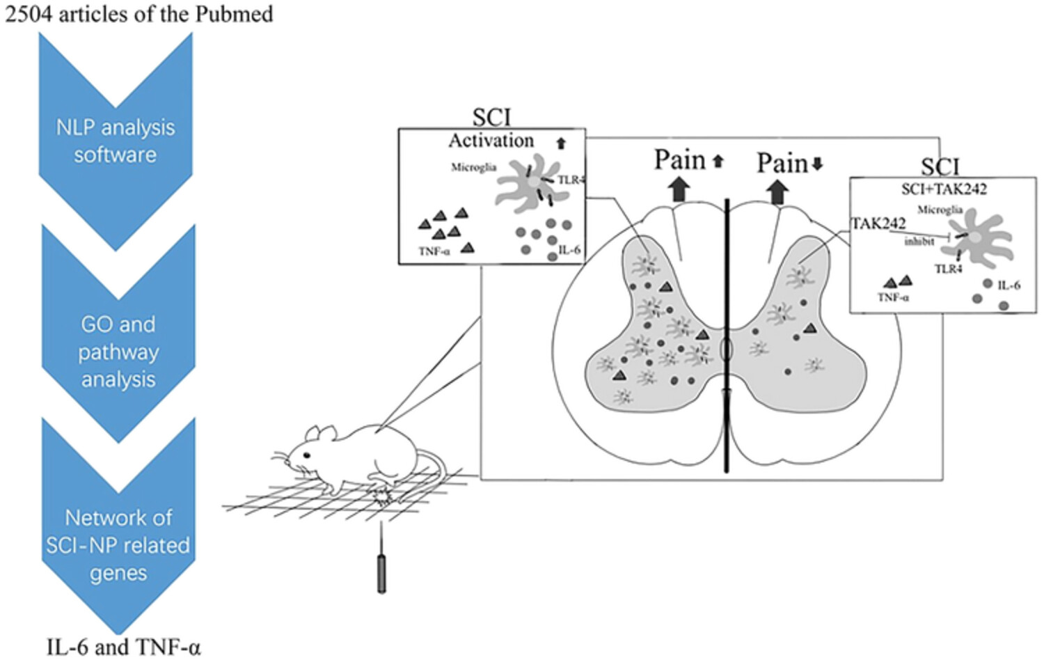 Systematic analysis of critical genes and pathways identified a signature of neuropathic pain after spinal cord injury