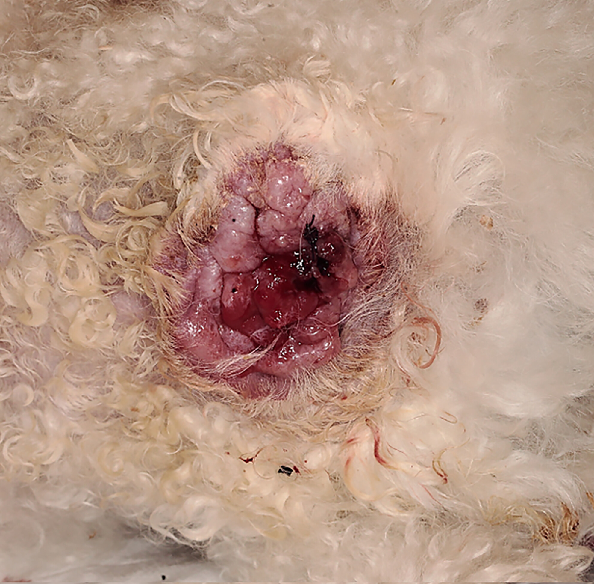 Bilateral pyogranulomatous otitis externa with putative cartilage destruction in a dog: A severe case of auricular chondritis?
