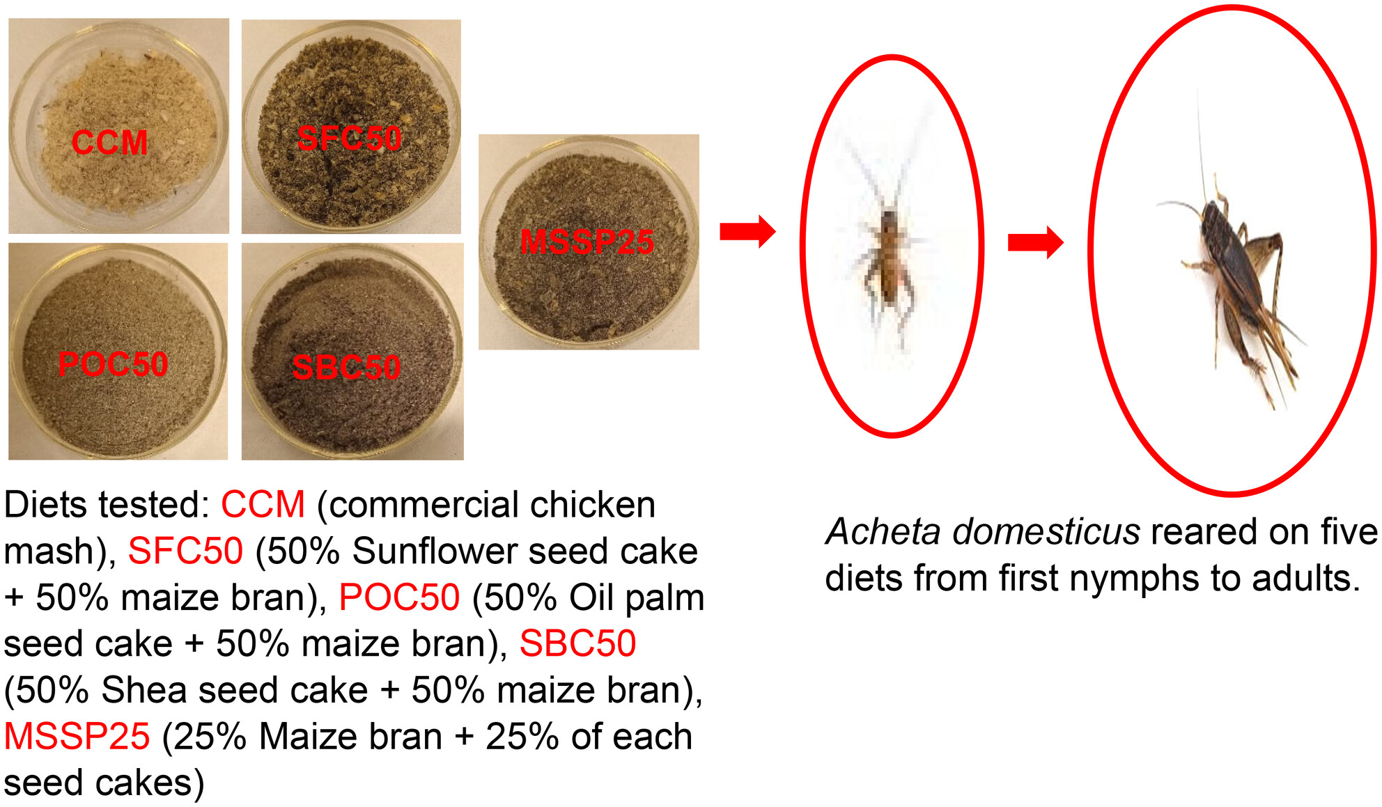 Supplementation of maize bran with either sunflower or oil palm seed cakes improves growth and nutritional value of the edible house cricket (Acheta domesticus)