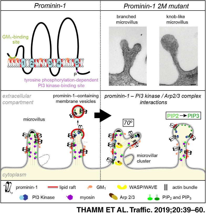 Prominin-1 (CD133) modulates the architecture and dynamics of microvilli