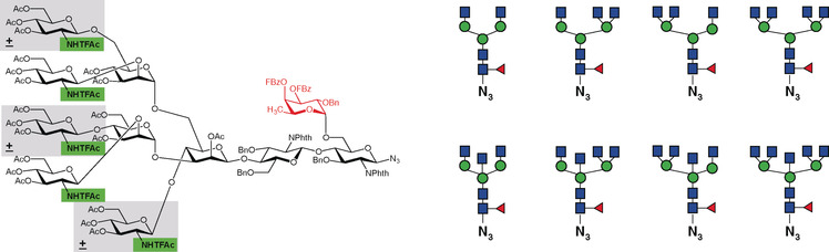 A Single Route to Mammalian N-Glycans Substituted with Core Fucose and Bisecting GlcNAc