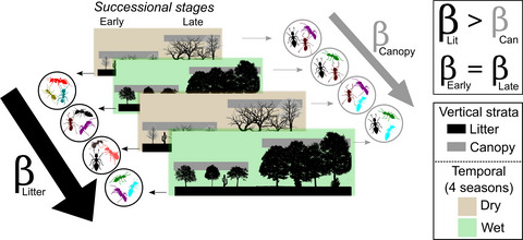 Spatiotemporal dynamics of the ant community in a dry forest differ by vertical strata but not by successional stage