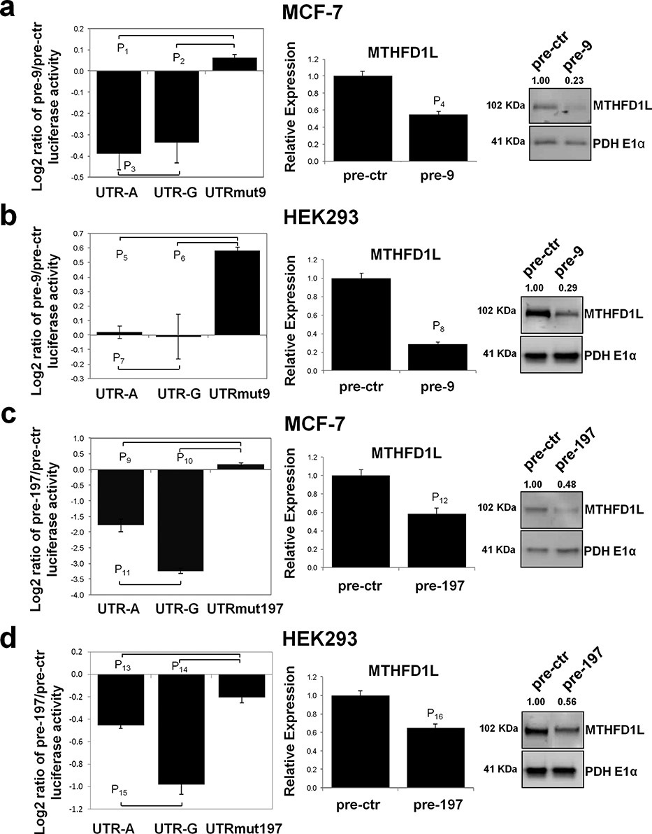 An NTD-Associated Polymorphism in the 3′ UTR of MTHFD1L can Affect Disease Risk by Altering miRNA Binding