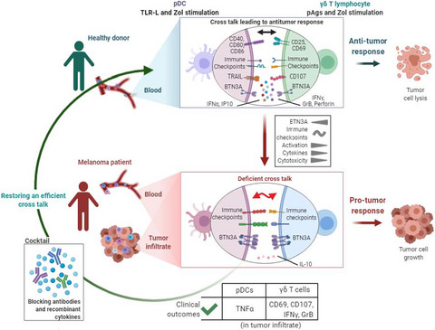 Dysfunctional BTN3A together with deregulated immune checkpoints and type I/II IFN dictate defective interplay between pDCs and γδ T cells in melanoma patients, which impacts clinical outcomes