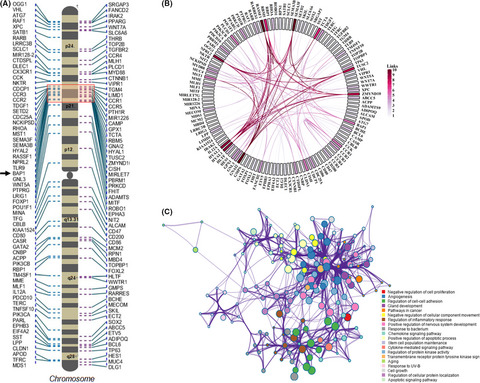 Genome organization in proximity to the BAP1 locus appears to play a pivotal role in a variety of cancers