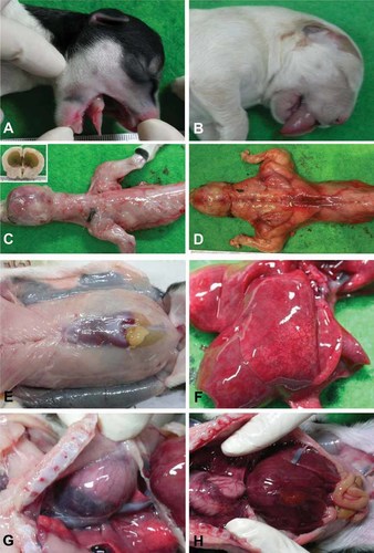 Details are in the caption following the image Details are in the caption following the image