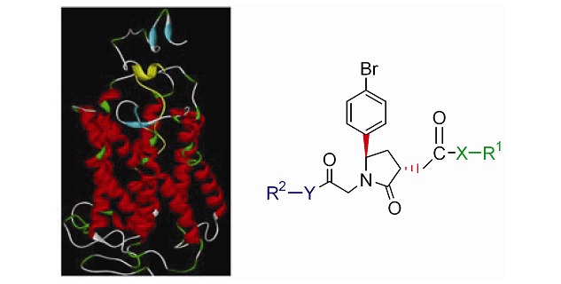 Design and Synthesis of Tri-substituted Chiral Pyrrolidin-2-one Derivatives as CCR4 Antagonists