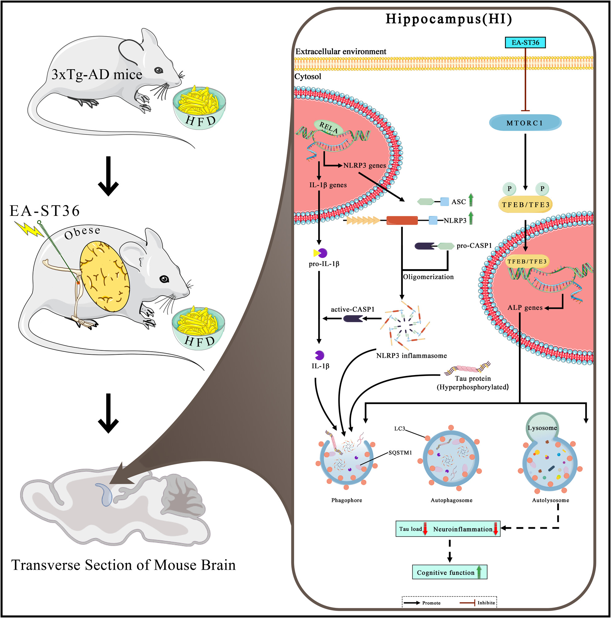 Electroacupuncture Attenuates High-Fat Diet-Exacerbated Alzheimer's Pathology by Enhancing TFEB/TFE3-Mediated Autophagic Clearance of Tau and NLRP3 Inflammasome in 3xTg Mice