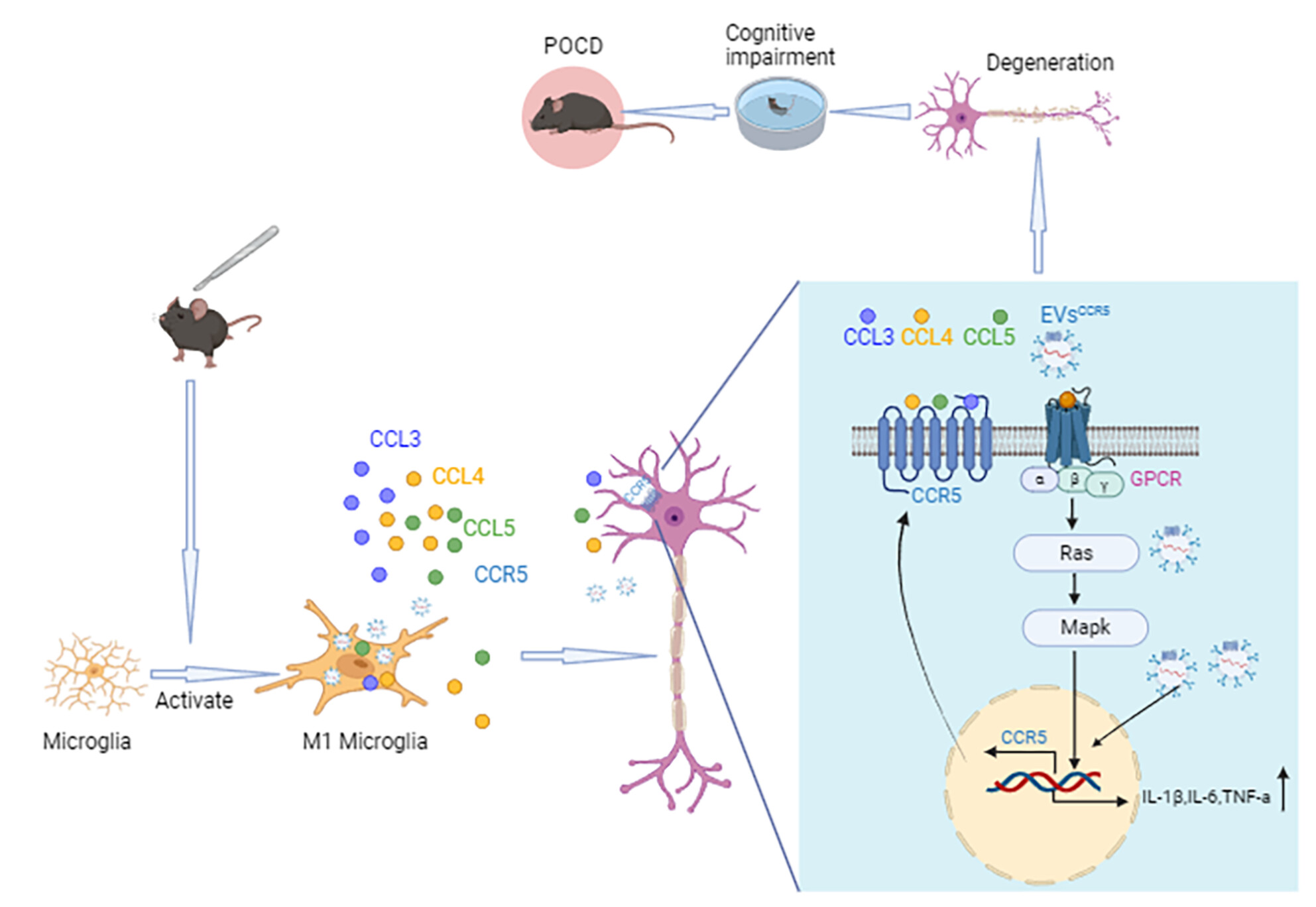 Modulating neuroinflammation and cognitive function in postoperative cognitive dysfunction via CCR5-GPCRs-Ras-MAPK pathway targeting with microglial EVs