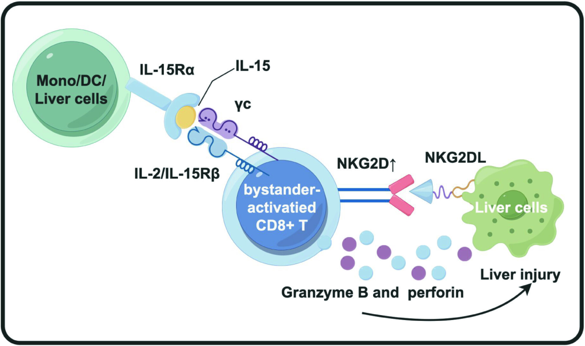 IL-15-induced CD38+HLA-DR+CD8+ T cells correlate with liver injury via NKG2D in chronic hepatitis B cirrhosis