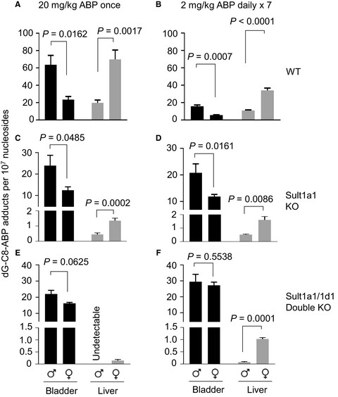Strong impact of sulfotransferases on DNA adduct formation by 4-aminobiphenyl in bladder and liver in mice