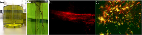 A loophole in soap dispensers mediates contamination with Gram-negative bacteria