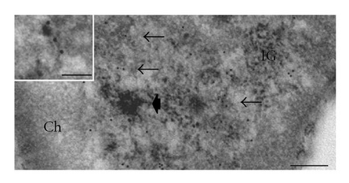 Details are in the caption following the image