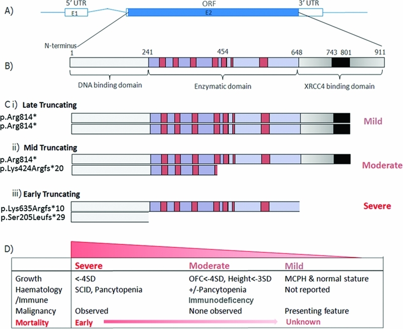 Extreme Growth Failure is a Common Presentation of Ligase IV Deficiency