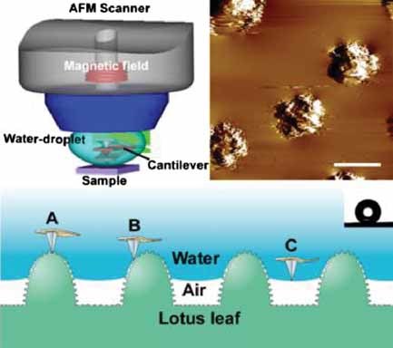 Wetting Behavior at Micro-/Nanoscales: Direct Imaging of a Microscopic Water/Air/Solid Three-Phase Interface