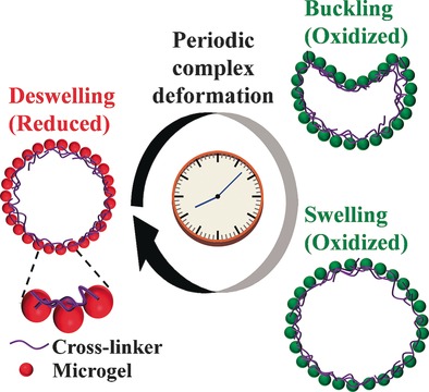 Evolved Colloidosomes Undergoing Cell-like Autonomous Shape Oscillations with Buckling
