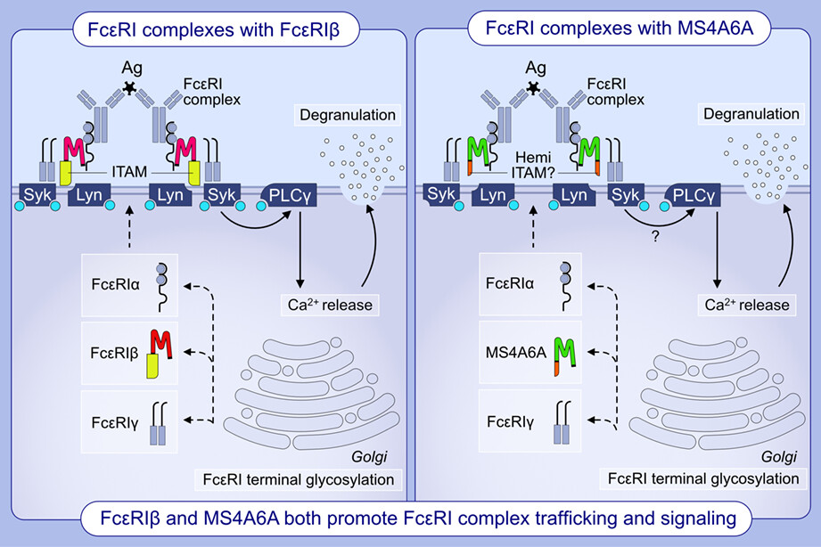 Identification of redundancy between human FcεRIβ and MS4A6A proteins points toward additional complex mechanisms for FcεRI trafficking and signaling