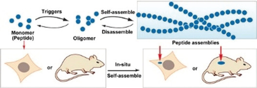 Assemblies of Peptides in a Complex Environment and their Applications
