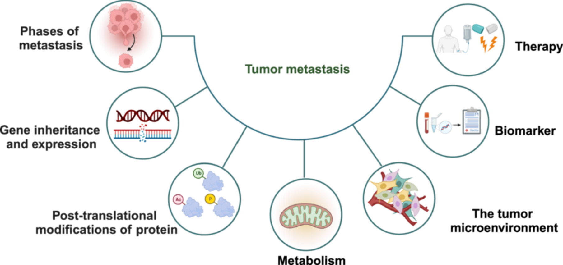 Tumor Metastasis: Mechanistic Insights and Therapeutic Intervention